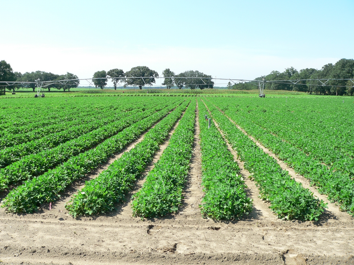 Planting crops. Агрикультура. Тбилиси сельскохозяйственные. Карбоновое земледелие. Agricultural Economics.