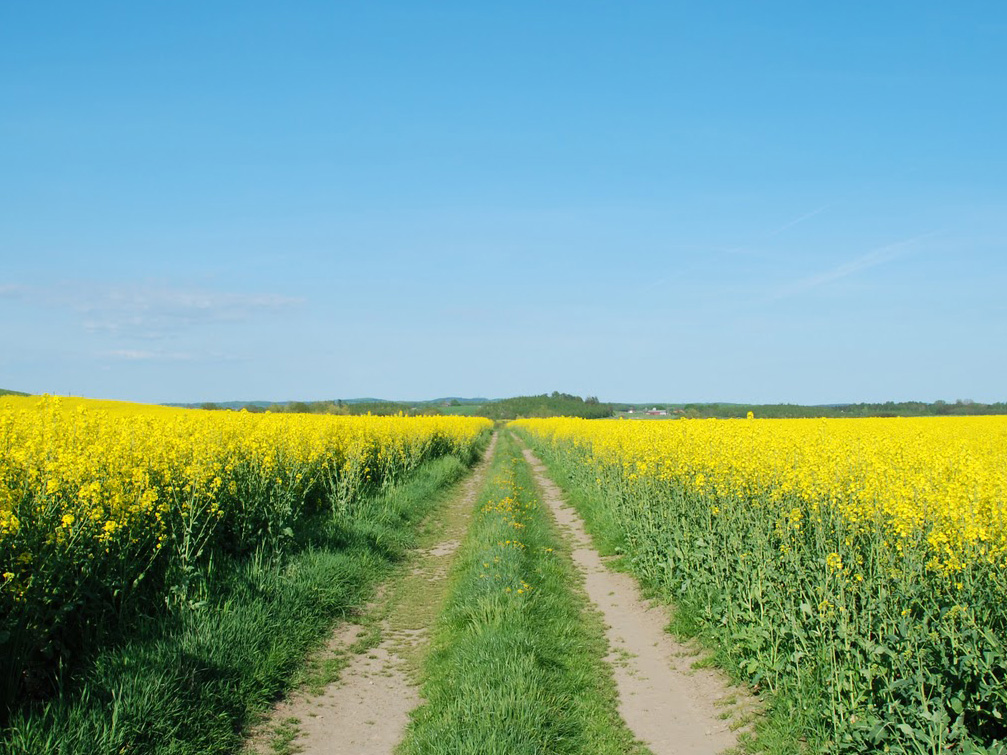 Oil Seed Rape